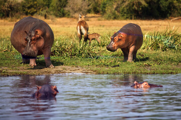 The common hippopotamus (Hippopotamus amphibius), young hippo standing on riverbank.