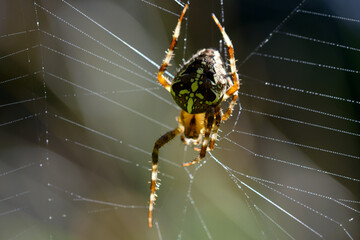 kleine Bewohner des Waldes