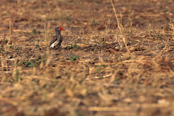 The portrait of Bradfield's hornbill (Tockus bradfieldi). A rare hornbill sitting on the ground in southern Africa on a brown background.