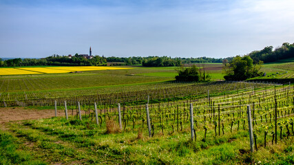 Fototapeta premium Colza fields and vineyards in the italian countryside