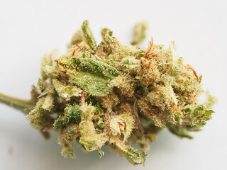 dry medical marijuana bud cannabis plants hemp