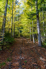 Fototapeta premium Autumn forest with trail covered by fallen leaves