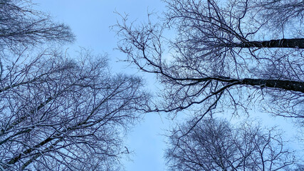Winter treetops look up to the sky. Trees bottom view. Blue sky.