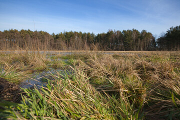 Fototapeta premium Meadow near the forest flooded by melting snow.