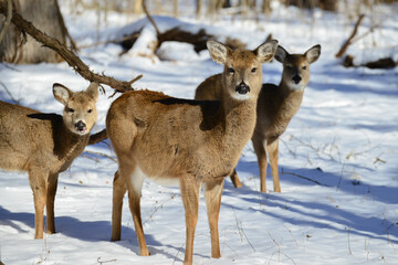 Naklejka na ściany i meble Deer in the snow forest