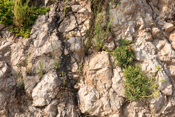 Graphic texture stone