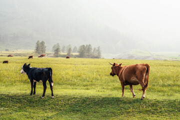 Beautiful black white young calf and brown cow grazing in meadow in mountain countryside. Scenic landscape with farm animals in green field. Mountain pasture with young calf and cows in green grass.
