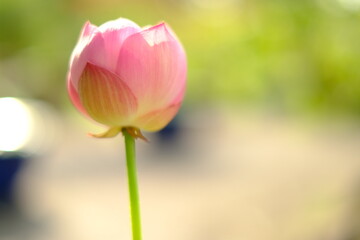 Fototapeta premium tulip