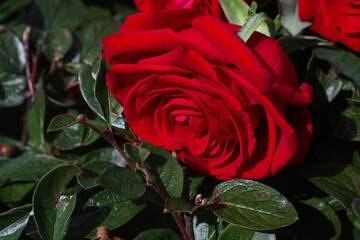 Red rose flower on background blurry rose flower in the garden of roses