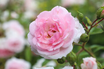 One big pink rose, close-up on petals with raindrops: place for text, congratulatory spring or summer background for Valentine's Day, International Women's Day