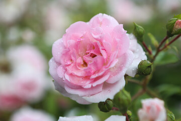 One big pink rose, close-up on petals with raindrops: place for text, congratulatory spring or summer background for Valentine's Day, International Women's Day