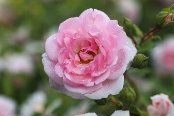 One big pink rose, close-up on petals with raindrops: place for text, congratulatory spring or summer background for Valentine's Day, International Women's Day