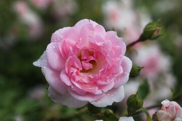 One big pink rose, close-up on petals with raindrops: place for text, congratulatory spring or summer background for Valentine's Day, International Women's Day