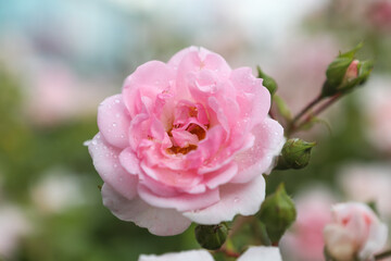 One big pink rose, close-up on petals with raindrops: place for text, congratulatory spring or summer background for Valentine's Day, International Women's Day