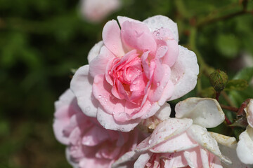 One big pink rose, close-up on petals with raindrops: place for text, congratulatory spring or summer background for Valentine's Day, International Women's Day