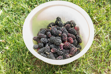 Freshly picked ripe mulberries