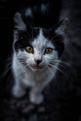 Cats © Сежана Вячина