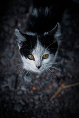 Cats © Сежана Вячина