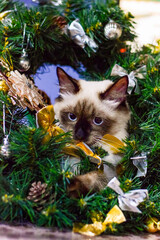 Cats © Сежана Вячина