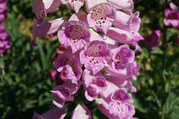 closeup of a pink, purple and white foxglove in the park