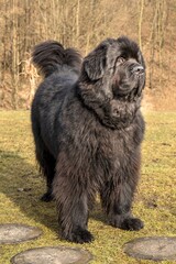 Big black dog. Newfoundland dog breed in an outdoor. Spring walk with a dog. Water rescue dog.