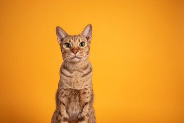 Head shot of handsome adult male Ocicat cat, sitting up facing front. Looking  towards camera, with...