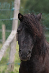 Fototapeta premium Schwarzes Pferd