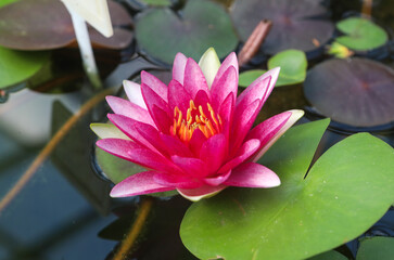 Close-up floral pattern as background Charming bloom of red lotus or water lily on a dark background