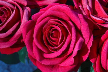 Fototapeta na wymiar Red rose flower on background blurry rose flower in the garden of roses