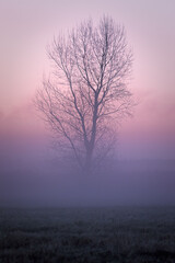 Fototapeta na wymiar Tree in purple magenta fog at the morning