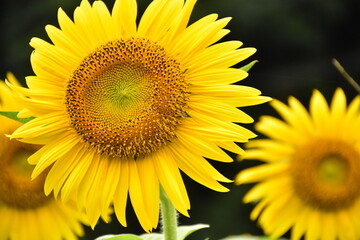 Obraz premium sunflower close up
