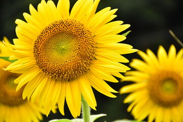 sunflower close up