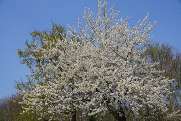 blooming white tree in spring in the country