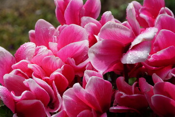 close up of bright pink cyclamen