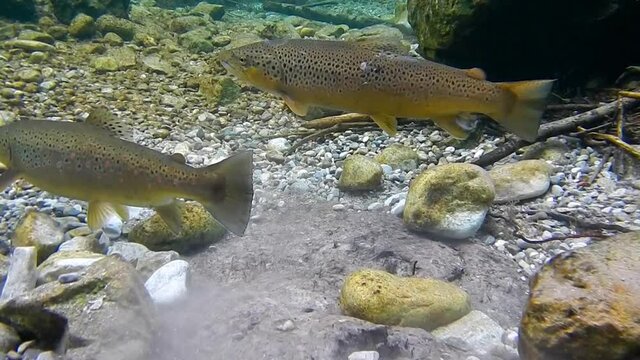 couple brown trout fish while spawning in clear river
