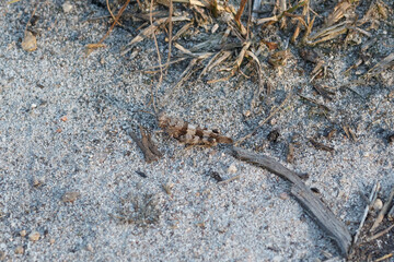 Heuschrecke verschmilzt mit Umgebung