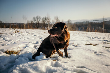 A dog sitting in the snow a Labrador