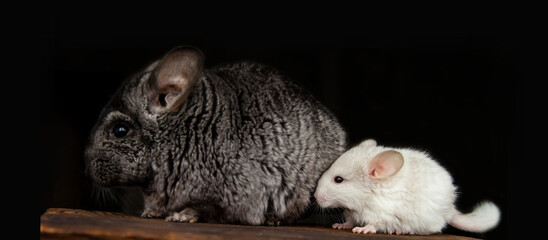 Obraz premium Gray mom chinchilla and little cute white baby
