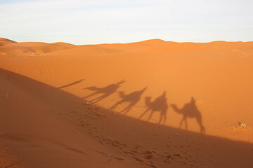 Fototapeta na wymiar サハラ砂漠のラクダ