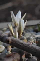 Blooming Crocus alatavicus