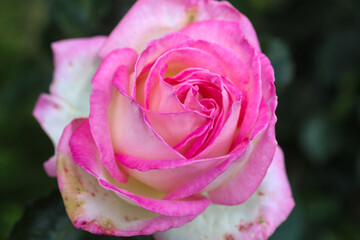 A fully opened pink rose bud on a green background. Petals close up