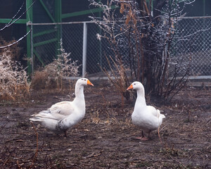 Two funny white geese on the farm