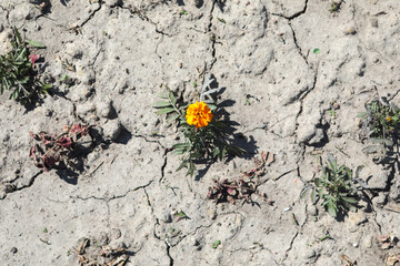 Yellow flower. Growing from the cracked soil. dry soil of a barren land and single growing plant