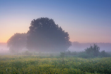 Spring morning sunrise on misty meadow. Amazing fresh nature. Wild scene of trees on grassy meadow with high grass