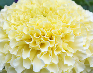 Large beautiful yellow chrysanthemum flowers on a green background. yellow bright magic chrysanthemum flower close-up. Natural blooming background.