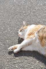 庭でくつろぐ猫（１１歳）