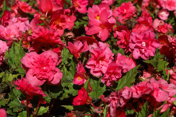Red carnation flower isolated on white background