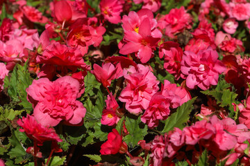 Red carnation flower isolated on white background