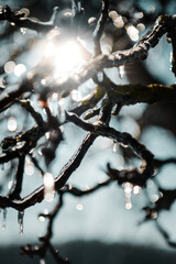 transparent ice on a tree with backlit sunlight glow. Macro view of frozen nature trees on a sunny cold morning in the winter landscape. Beautiful natural light and details. Cold and sunny nature day 