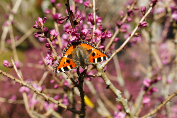 Fototapeta na wymiar Schmetterling auf einem echtem Seidelbast im Frühjahr